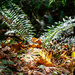 Autumn Fern  by theredcamera