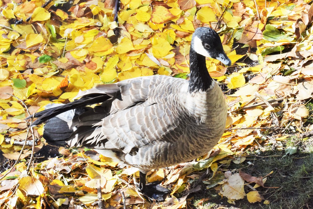 Intrepid Canadian Goose by sandlily