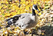 12th Oct 2020 - Intrepid Canadian Goose