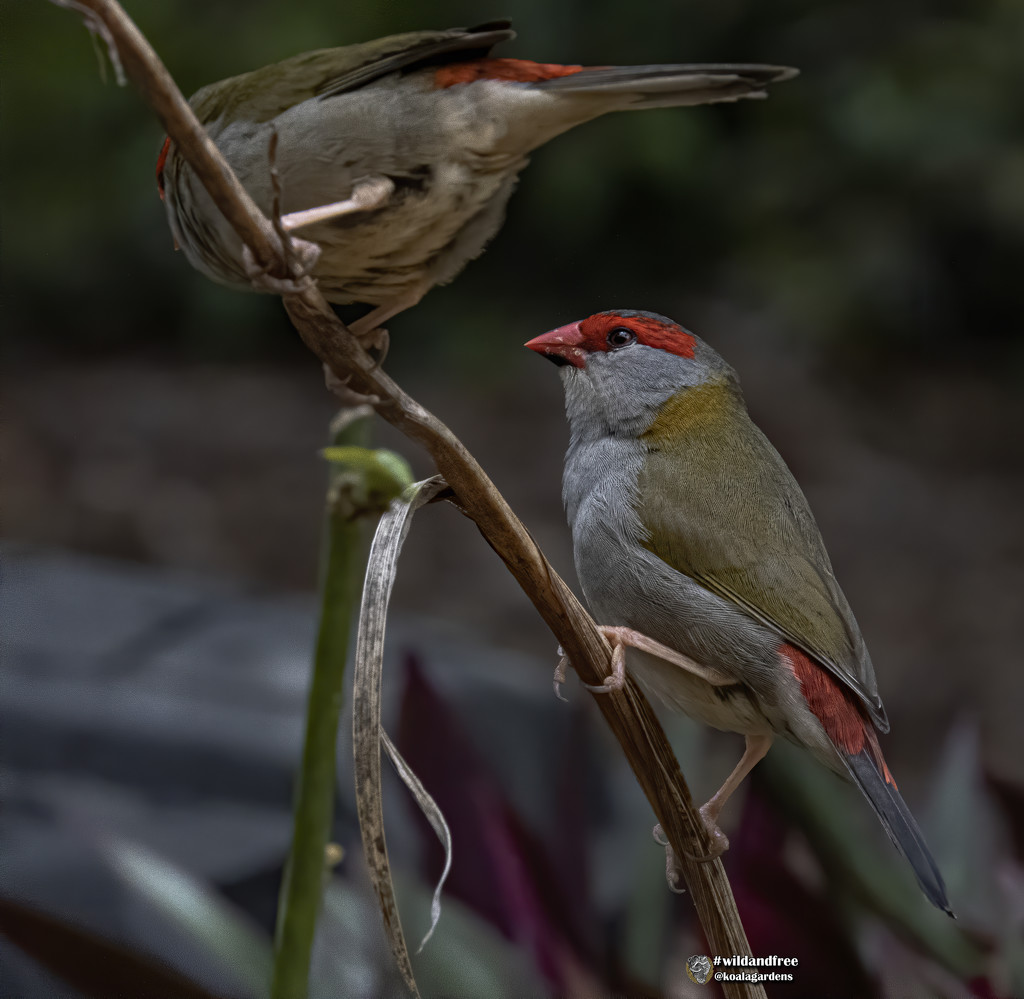 Red Brow Finches by koalagardens