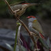 Red Brow Finches by koalagardens