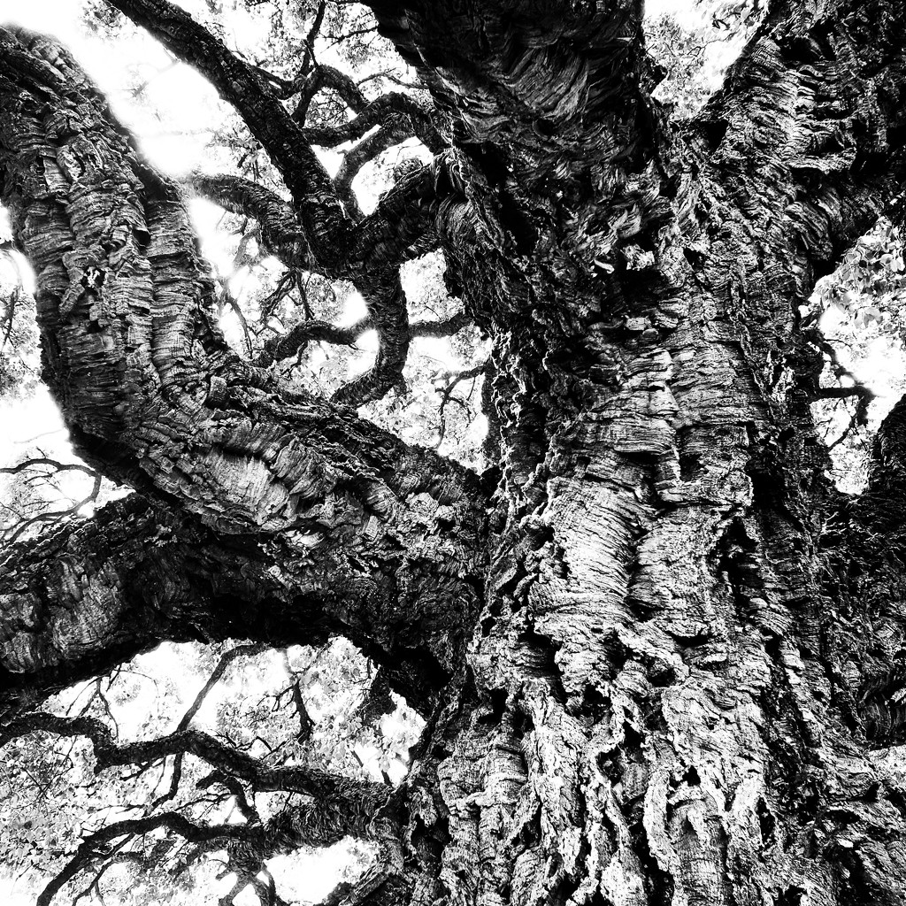 Trees of Keurboom #3 by eleanor