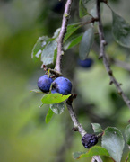 13th Oct 2020 - Sloes