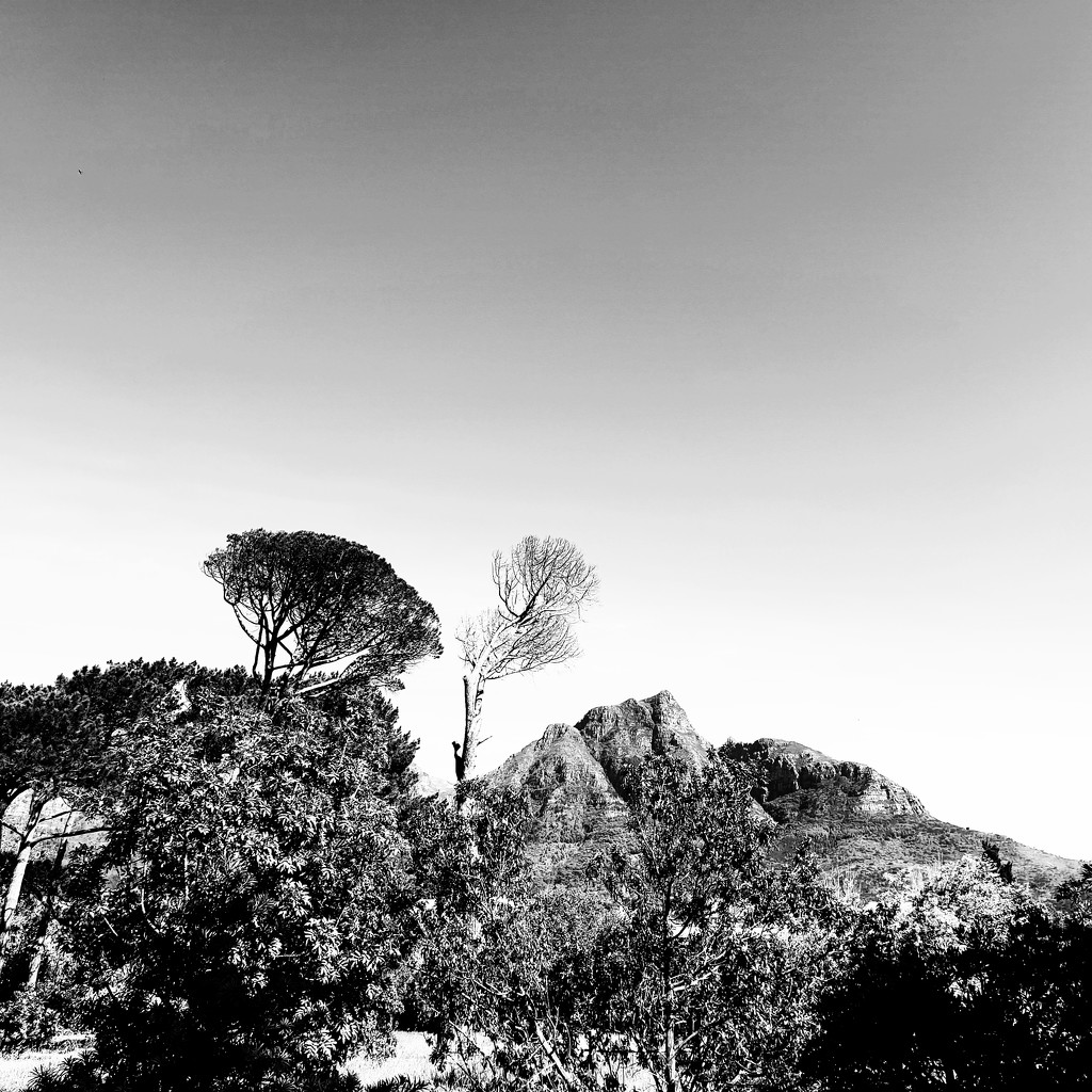 Trees of Keurboom #4 by eleanor