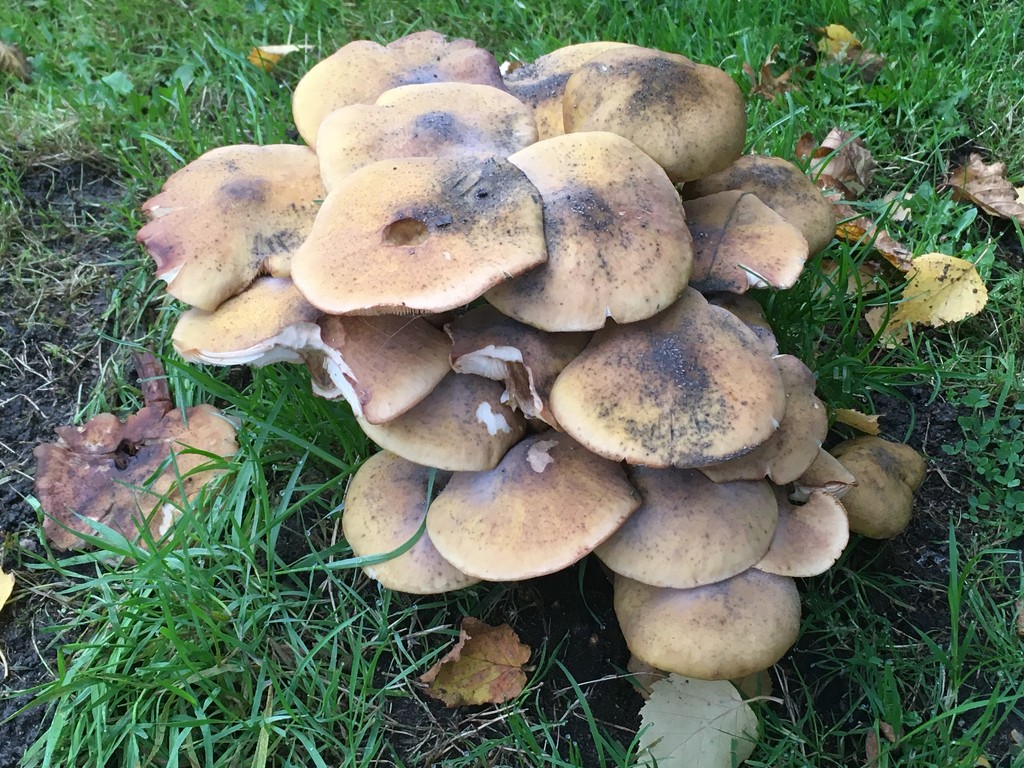 A few more fungi.......... by 365anne