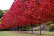 13th Oct 2020 - Red trees
