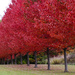 Red trees by mittens