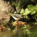 The Return of The  Grey Wagtail  by susiemc