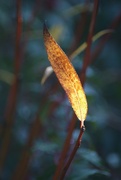 13th Oct 2020 - Willow leaf