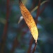 Willow leaf by 365projectmaxine