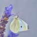 Plain Jane Of The Butterfly World PA130146 by merrelyn