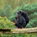 Chimps by leonbuys83