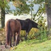 6 Legged Bi-colour Horse! by s4sayer