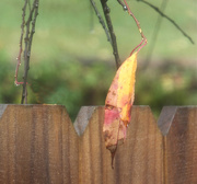 13th Oct 2020 - Leaf...With Face