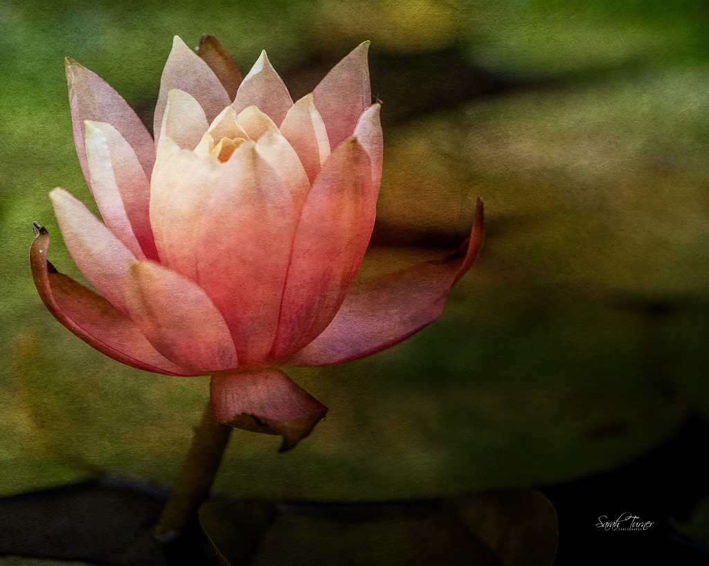the Last of the Water Lilies  by samae