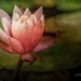 the Last of the Water Lilies  by samae