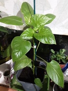 7th Oct 2020 - A Pepper plant grown from a seed.
