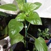 A Pepper plant grown from a seed. by grace55