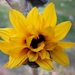 Last Little Sunflower by julie