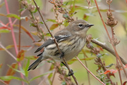 14th Oct 2020 - Yellow-rumped Warbler