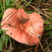 Mushroom  by sfeldphotos