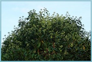 14th Oct 2020 - flowering ivy
