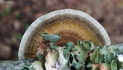 14th Oct 2020 - Painted Fungus and Lichen...