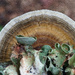 Painted Fungus and Lichen... by marlboromaam