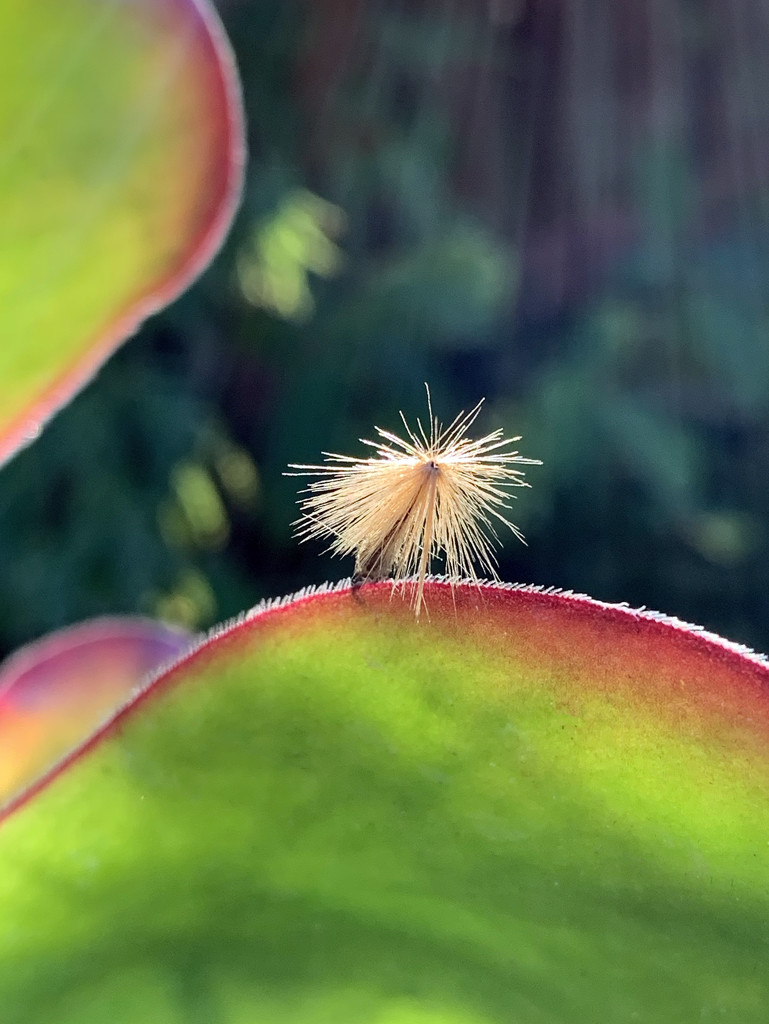 What is inside a seed? by shookchung