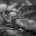 Fungi Meeting by taffy