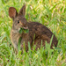 Our Pet Backyard Bunny! by rickster549