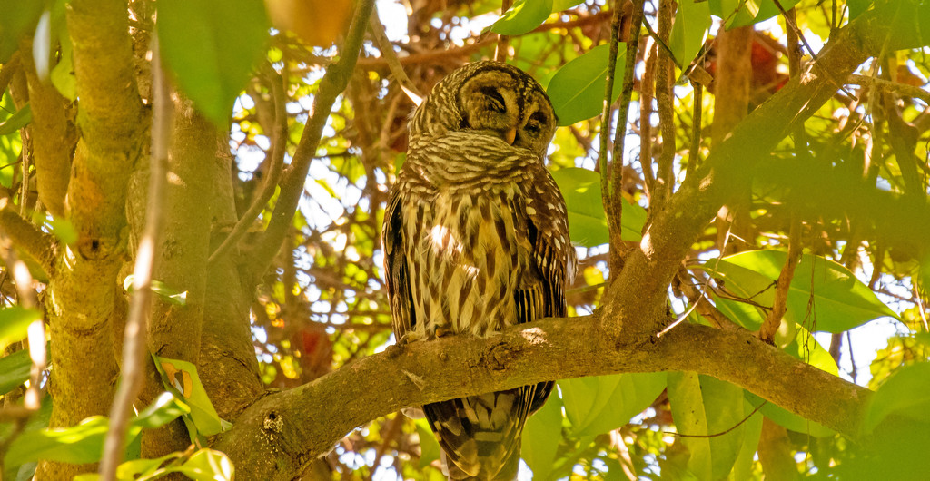Barred Owl, Taking a Snooze! by rickster549