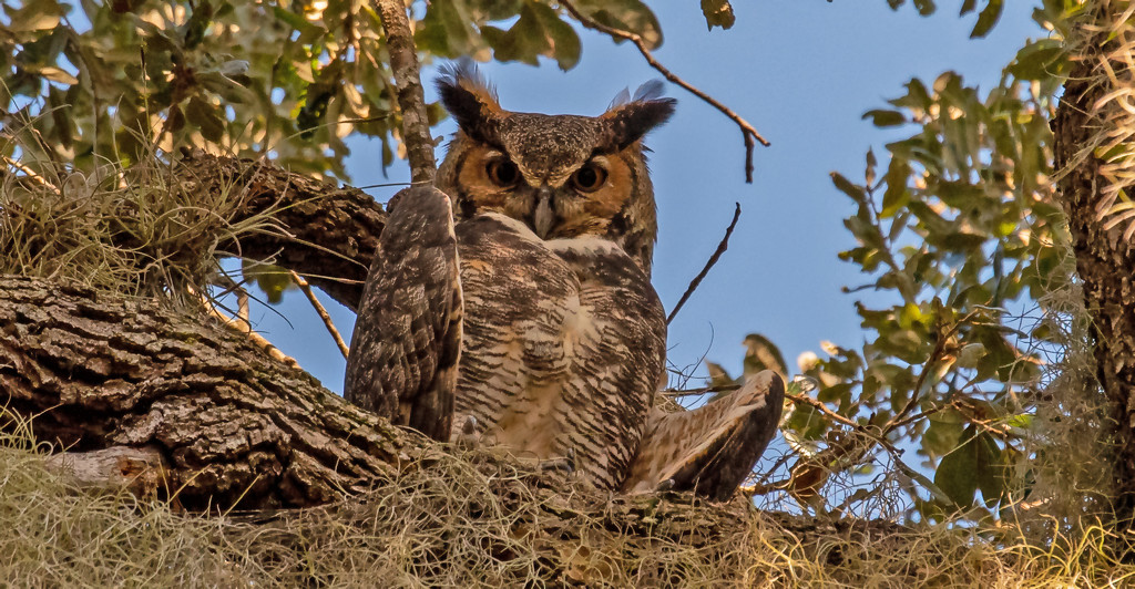 Great Horned Owl, Giving Me the Eye! by rickster549