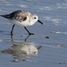 Sanderling reflecting in the morning light by photographycrazy