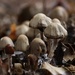 Flourishing Fungi by jamibann