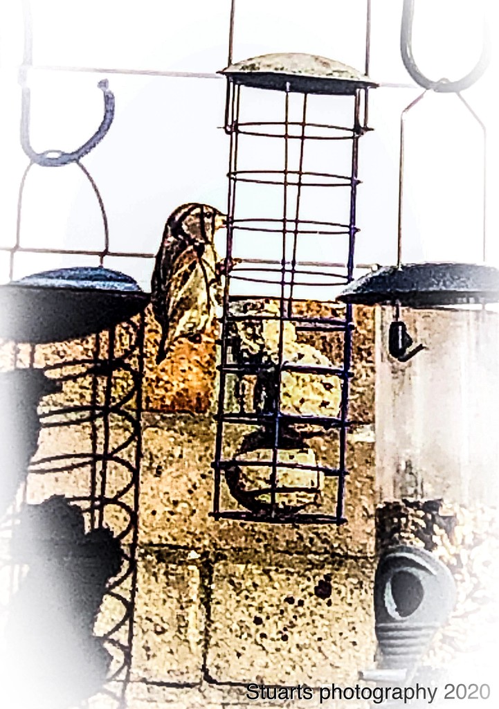 Sparrow feeding  by stuart46