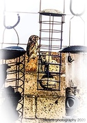 14th Oct 2020 - Sparrow feeding 