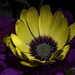 Yellow and Purple by kipper1951