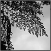 13th Oct 2020 - NZ silver fern