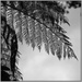 NZ silver fern by dide