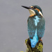 kingfisher by shepherdmanswife