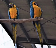 15th Oct 2020 - Two Macaws ~  