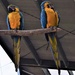 Two Macaws ~   by happysnaps