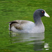American Coot by seattlite