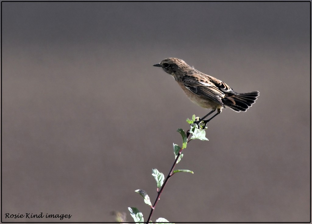 Female sparrow by rosiekind