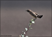 14th Oct 2020 - Female sparrow