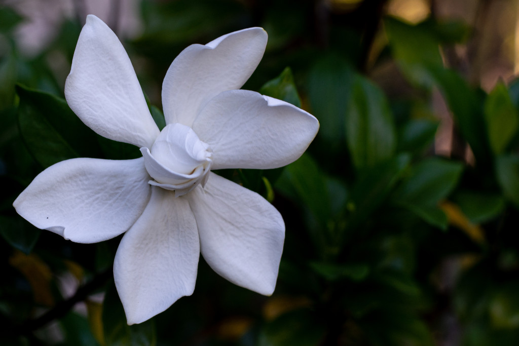 Gardenia bloom... by thewatersphotos