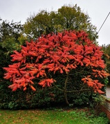 13th Oct 2020 - Autumn has arrived 