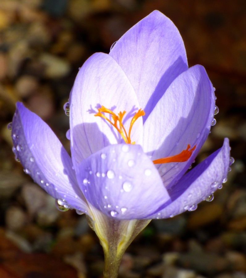Autumn Crocus by fishers