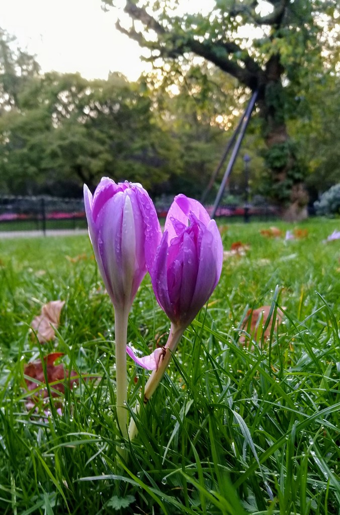 Colchicum Autumnale or naked ladies by boxplayer